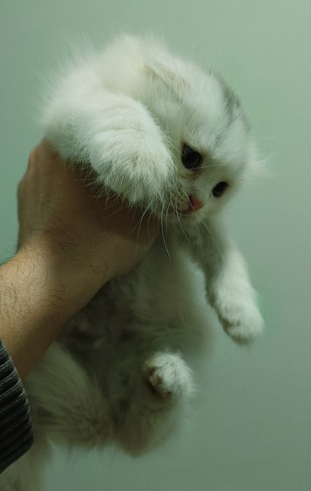 Продаются 1,5 месячные котят шотландской породы. Белая.