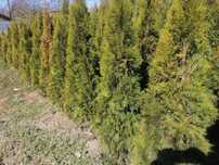 Tuia  de sapte opt ani si puieti