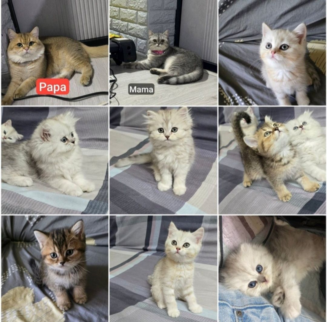 Котята Шиншилы породистые