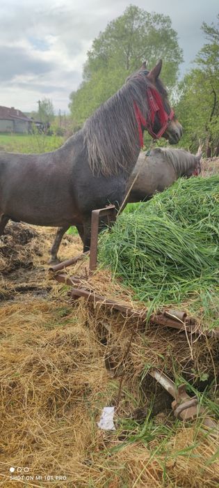 Vând armăsar sută la sută de ham  se probează. La fața locului