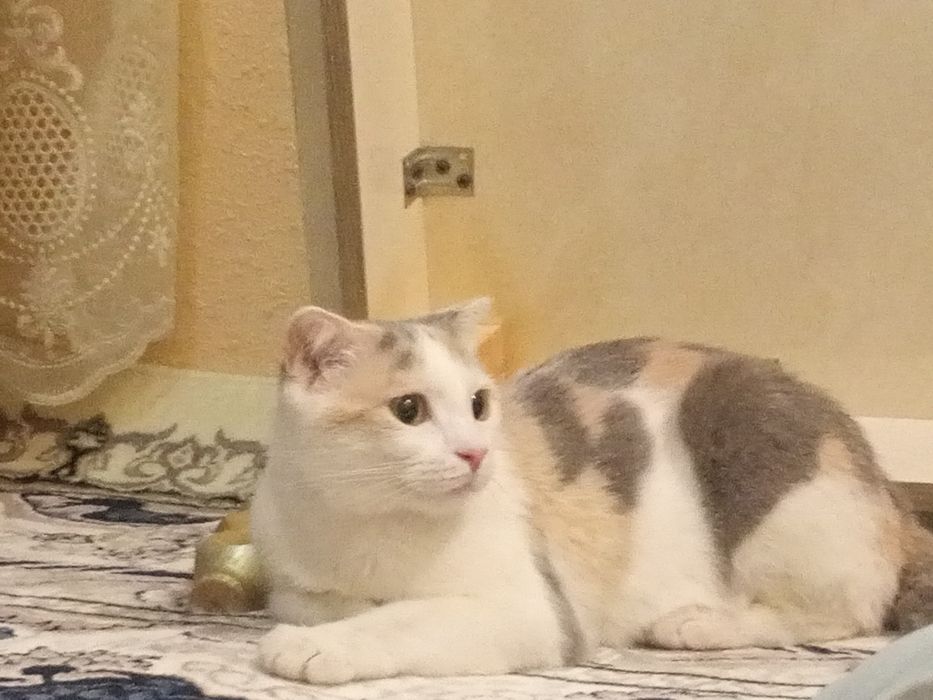 Mushuk кошка pishak