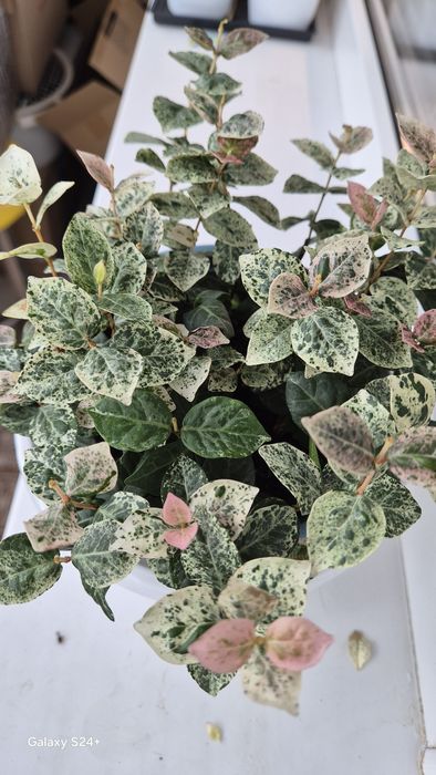 Трахелоспермум Триколор