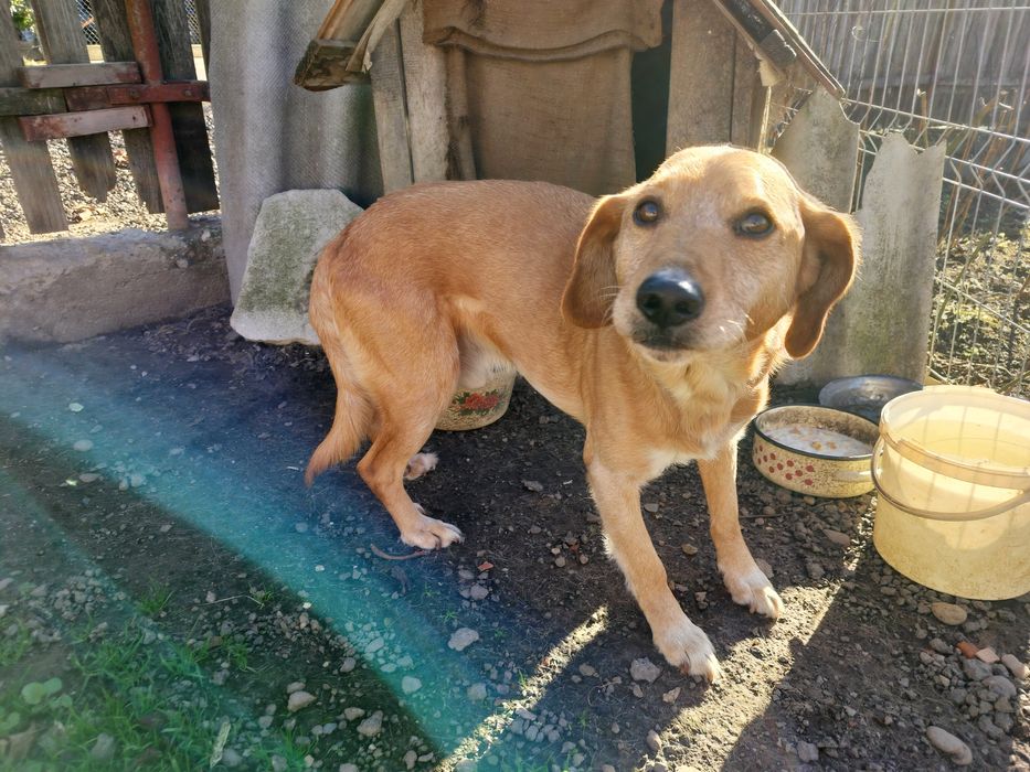 Donez câine de 5-6 ani