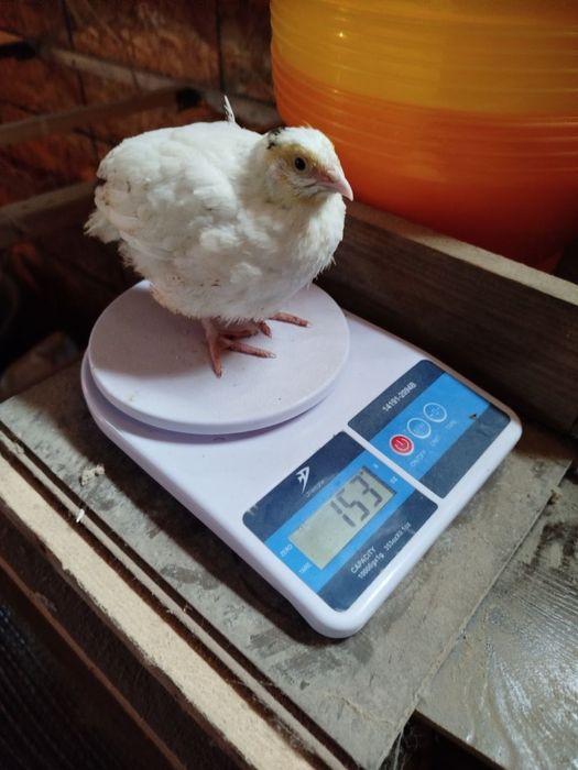 Bedana 1 kunlikdan 50 kunlikgacha zakas olamiz