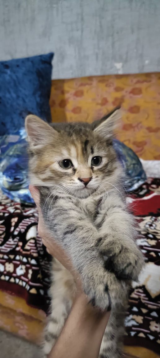 Отдам даром кошку и котенка в хорошие руки