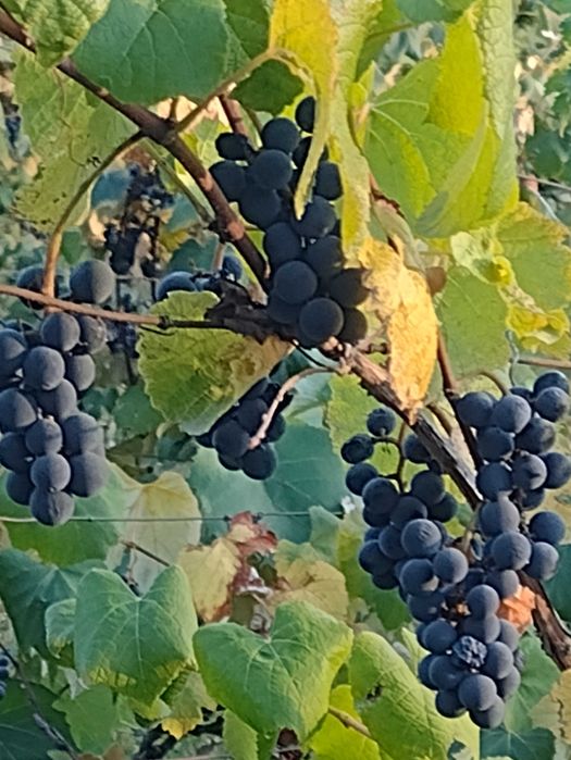 Must căpșunica, struguri Bio
