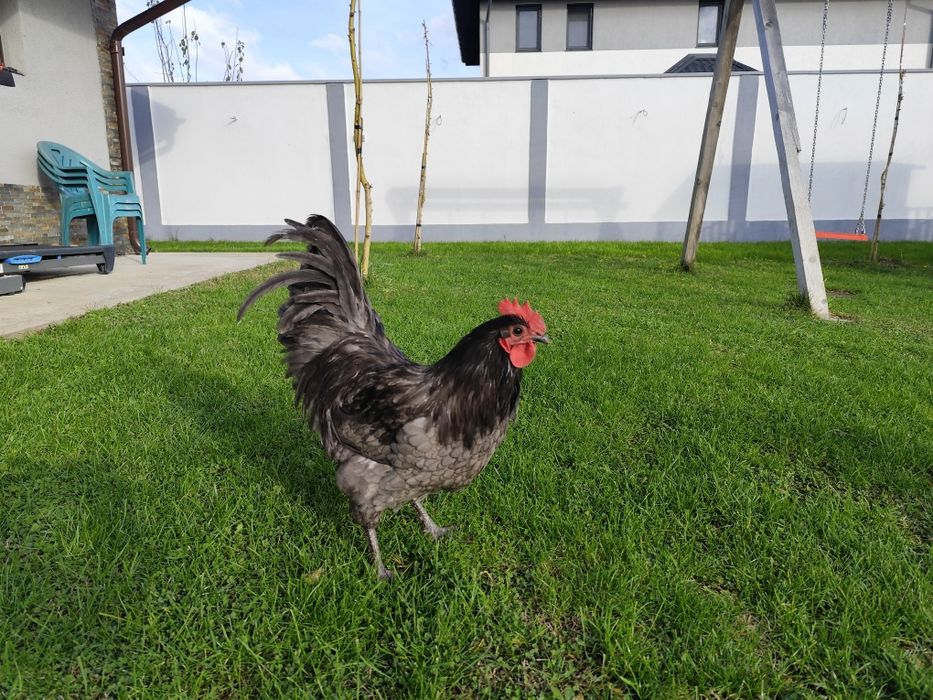 Vând Cocoș Australorp