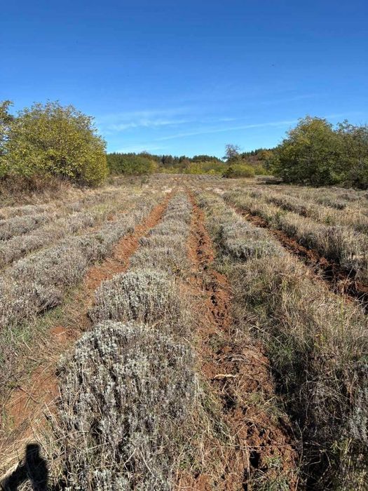 Продава се лавандулово стопанство – 326 дка  насаждения