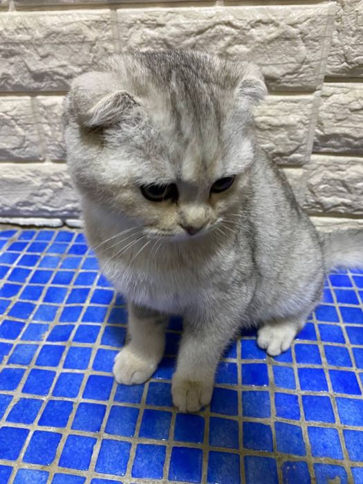 Zotdor Scottish fold sotiladi