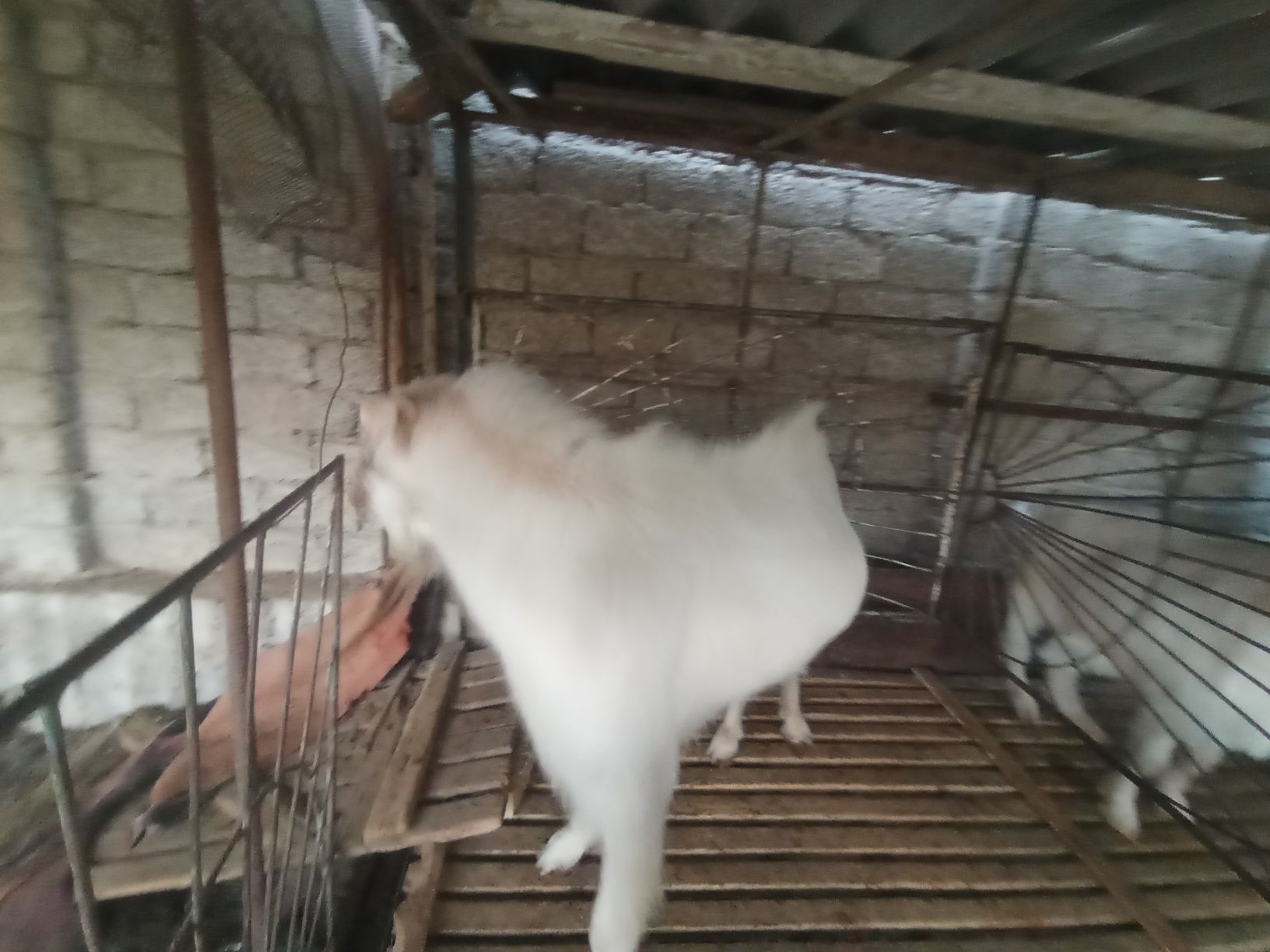 Zotga echki sotiladi