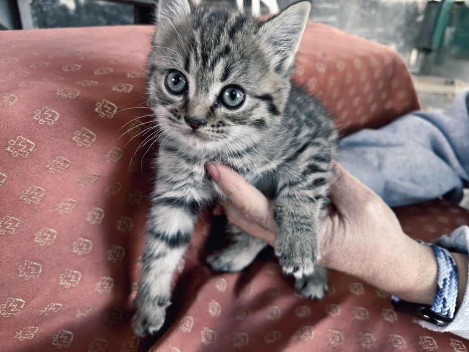 Отдам котят в добрые руки