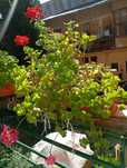 Muscata curgatoare