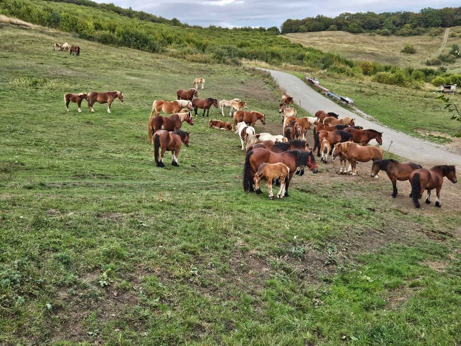 Manji de vanzare Cluj