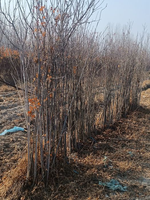 Órik kochatlar sotiladi .yasin ham bor