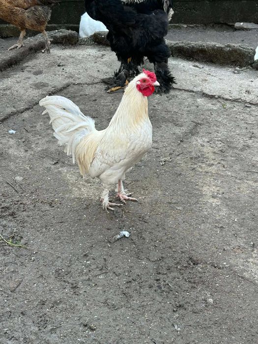 Cocosi de vanzare (matase japoneza cochinchina pitic si  brahma )