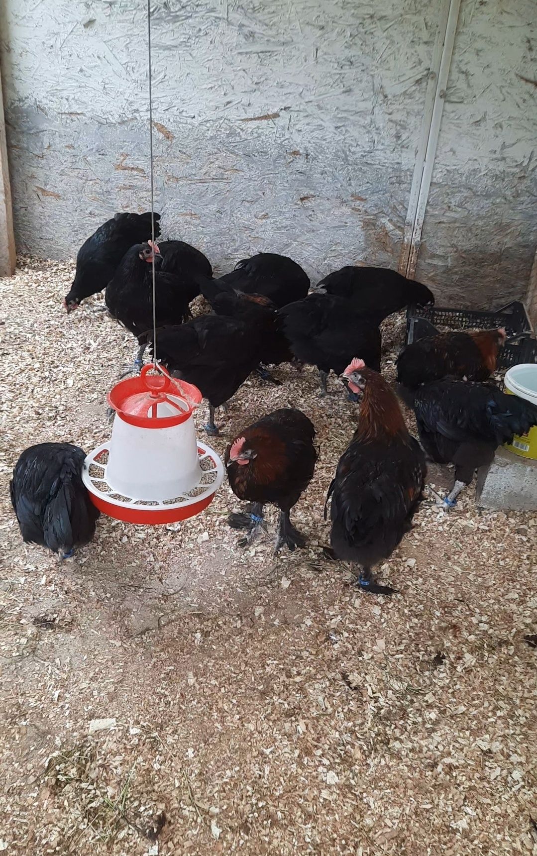 Cocoșei tineri Australorp Negru și Marans