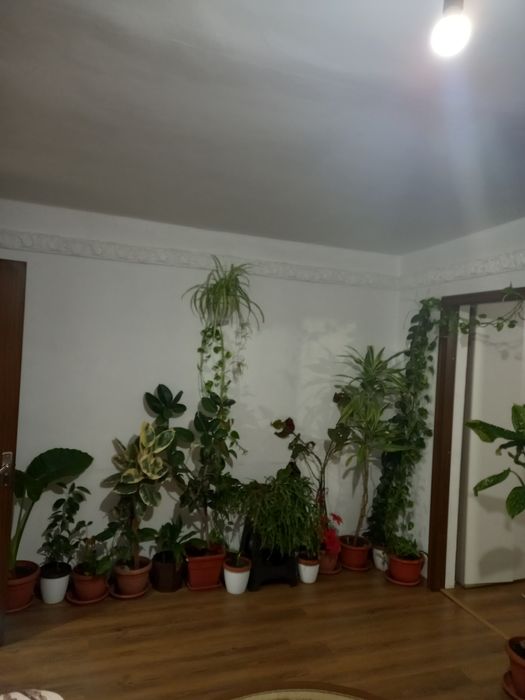 Vând plante de apartament