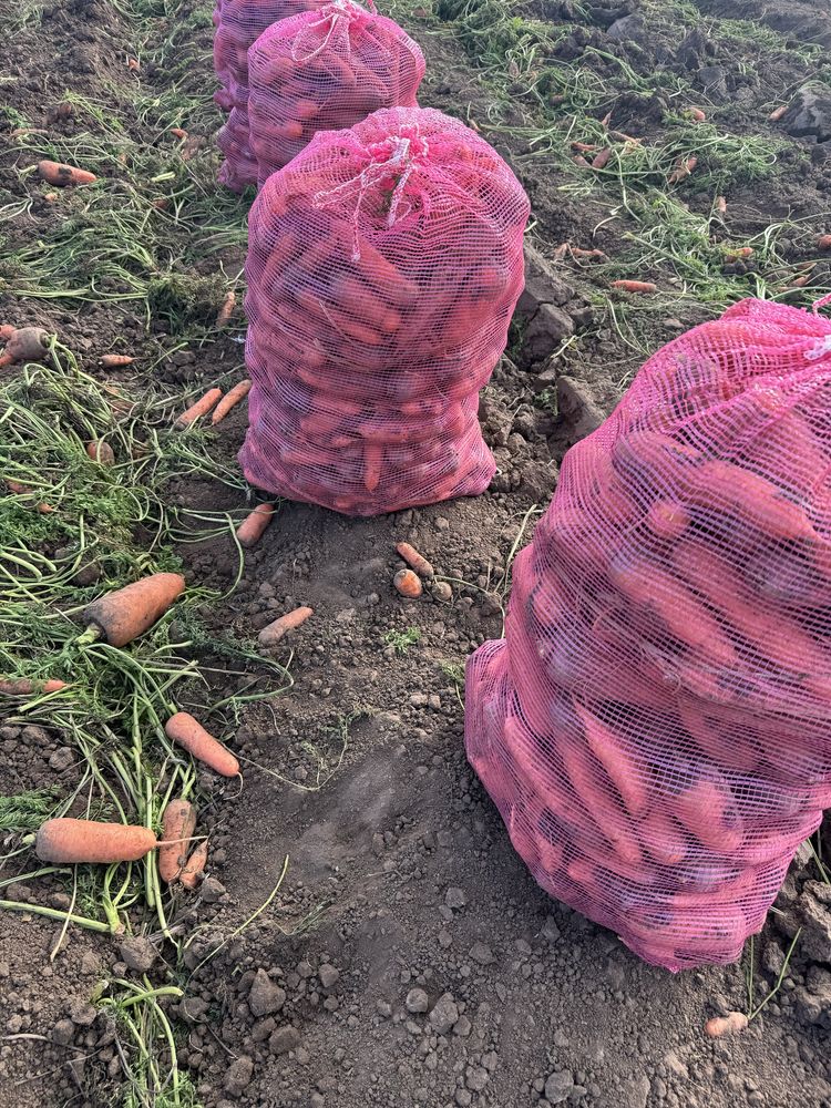 Продам морковь неликвид