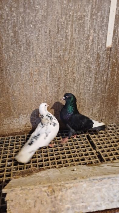 30 броя гълъби.  .