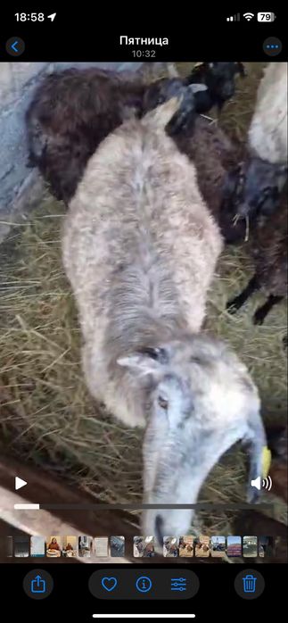 Козы козлята в количестве 13 грлов
