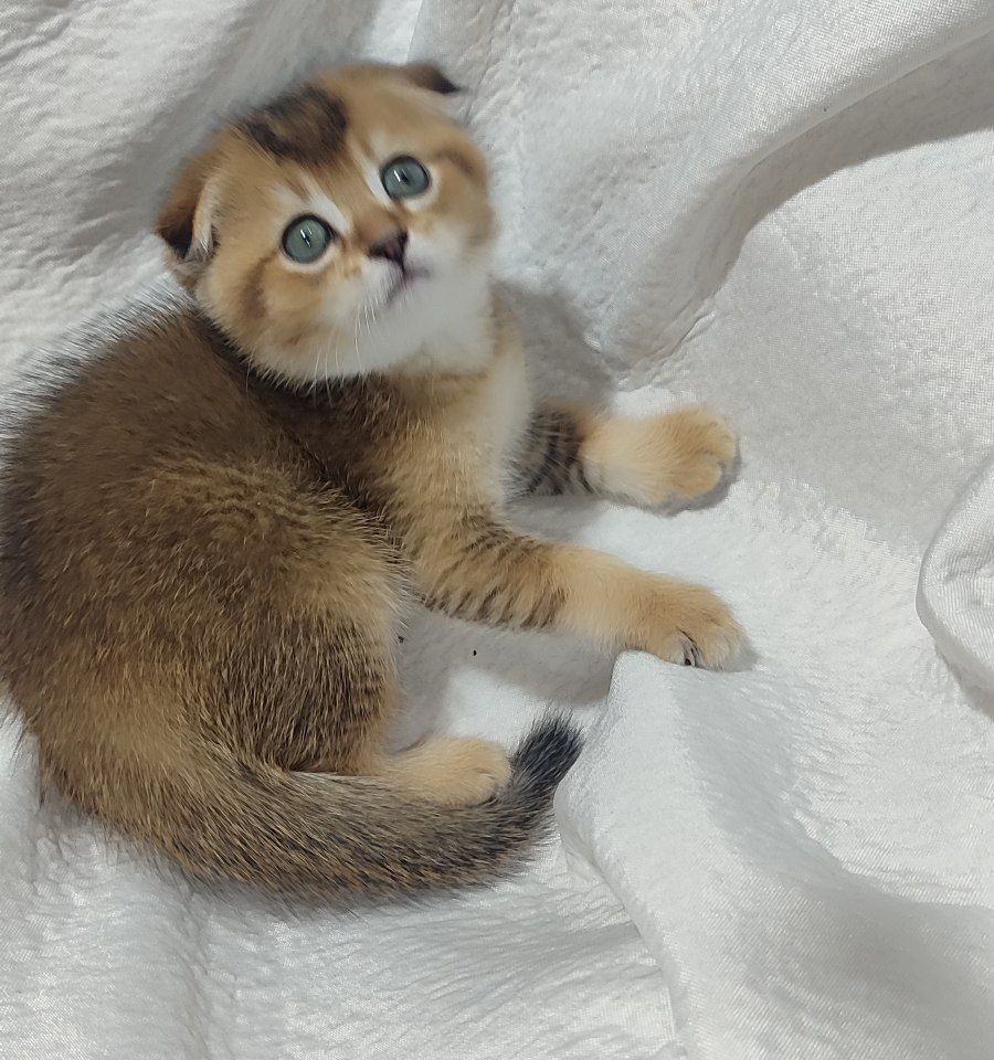 Скотиш фолд золотая шиншилла