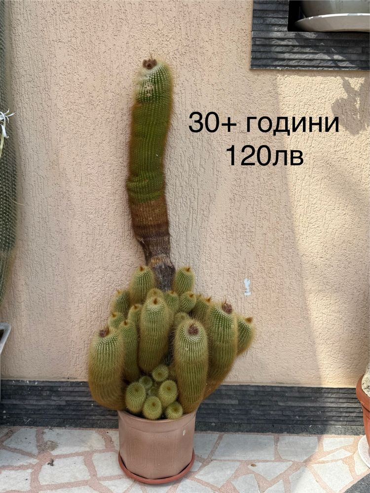 Кактуси.