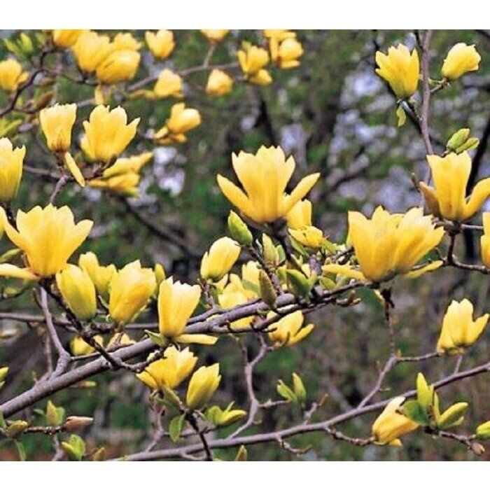 Магнолия - жълта / magnolia Yellow river