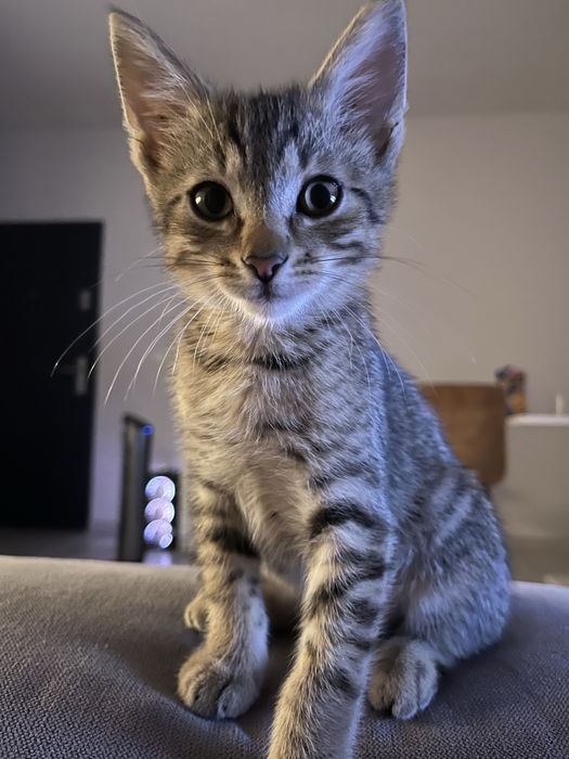 Donez pisic 3-4 luni