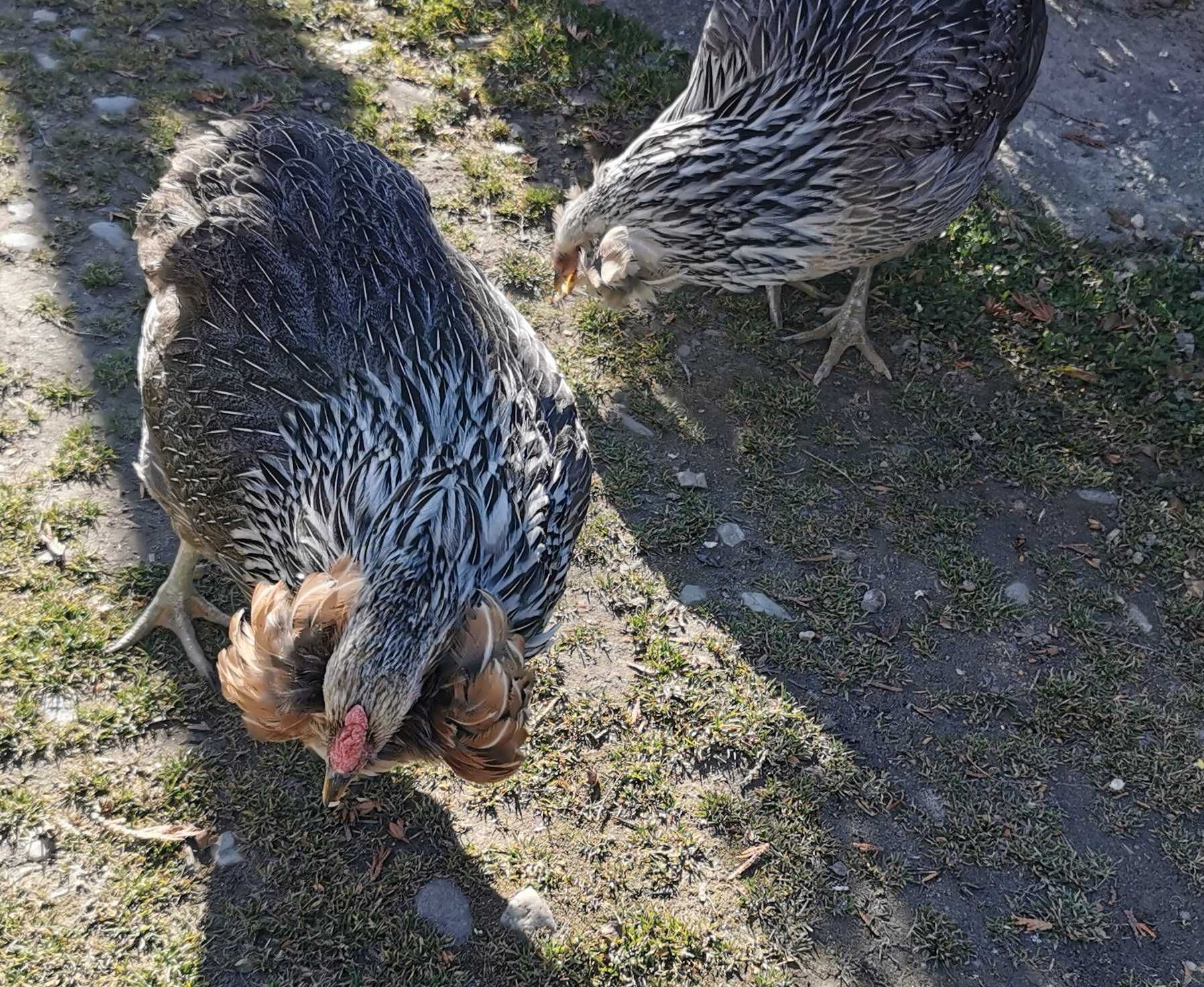 Oua Araucana Argintiu Silver, rasa pura, pasari de expozitie