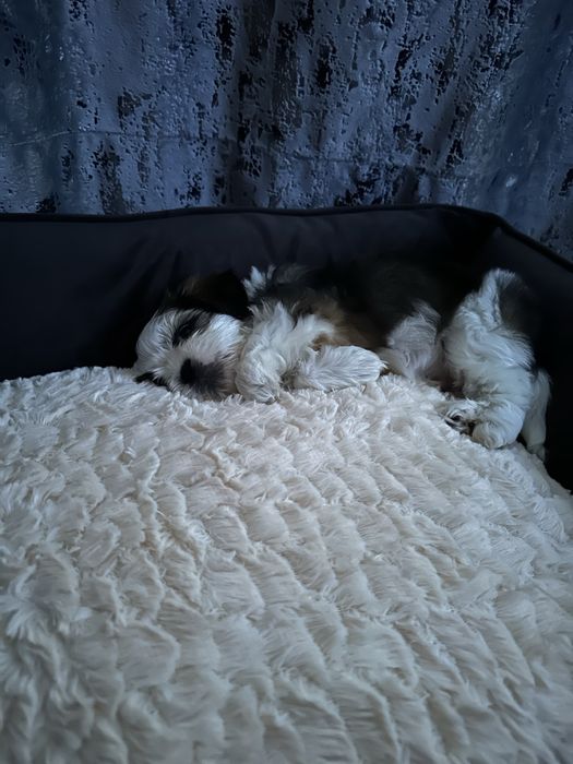 Shih tzu baietel
