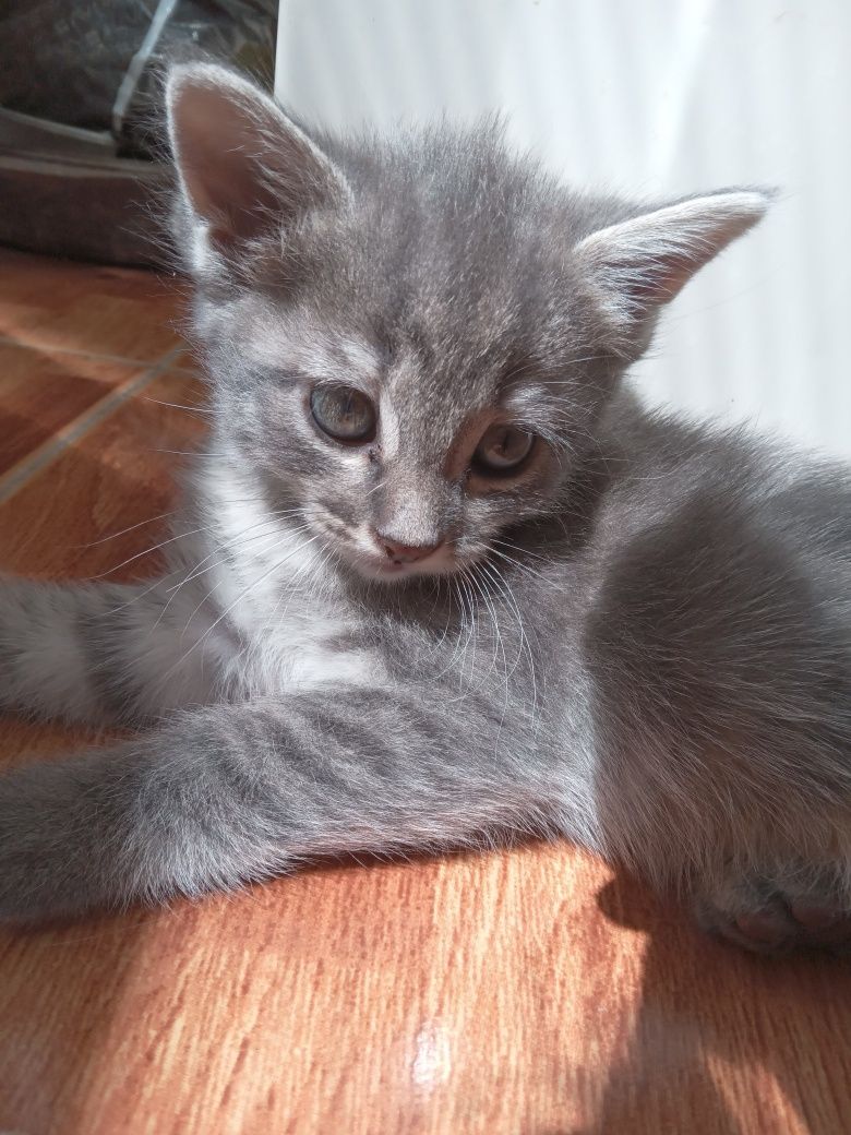 Британская короткошёрстная
