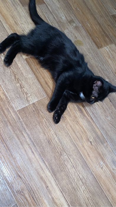 Котики срочно ищут дом