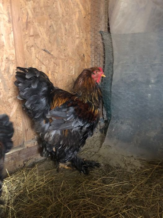 Cocosi,gaini Brahma potarnichiu,albastru si negru