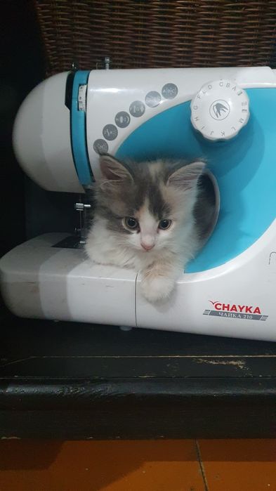 Отдам котят в добрые руки