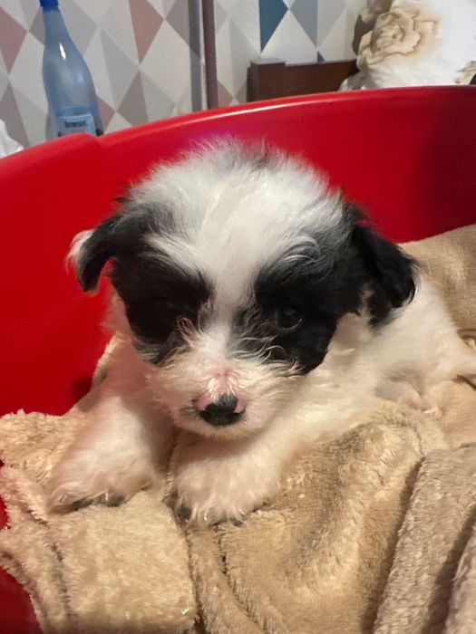 Donez căței talie mina