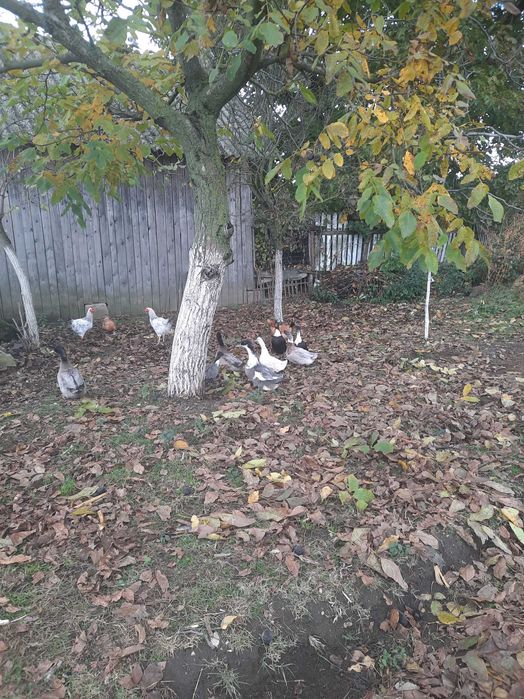 Vand sau schimb rate polare