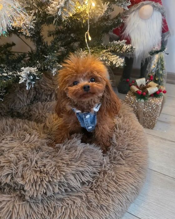 Тийкъп момиче на 1 година