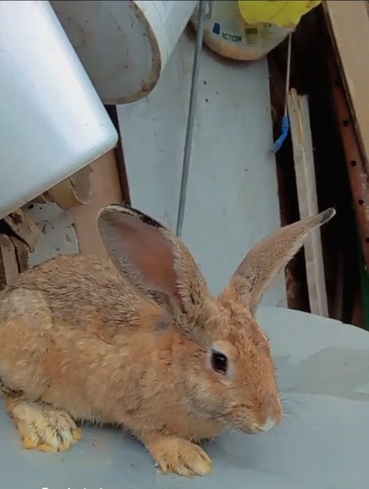 Se vinde femelă Uriaș german , cu mascul  pedigree