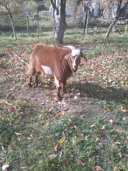 Se vinde Țap roșcat