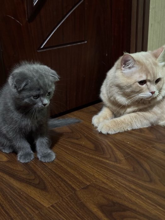 Кот для вязки очень красивый привитый и опытный