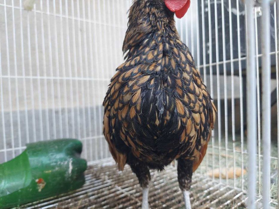 Zolotoy sibrayt jo'ja xo'rozchasi sotiladi