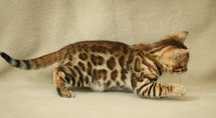 Bengal Hipoalergenic cu pedigree felisa autorizata