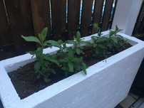 Jardiniera gradina