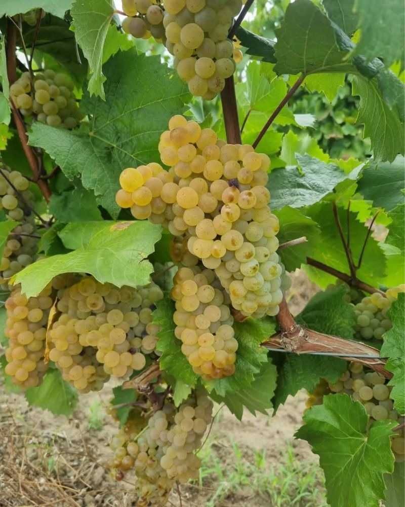 Struguri de vin albi-negri transport gratuit Braila pret de producator