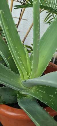 Vind plantă Aloe Vera