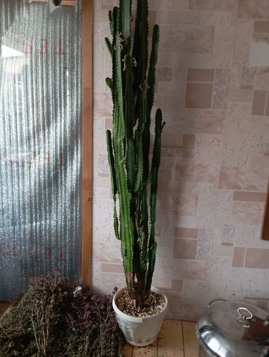 Продам домашний цветок