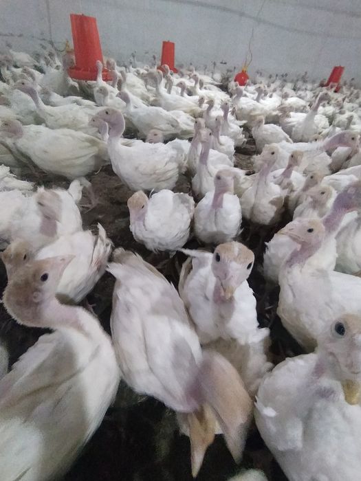 Big 6 kurka joʻjalariga zakaz olamiz