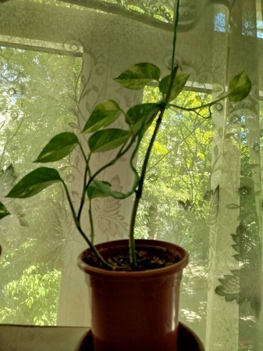 Комнатное растение Сциндапсус