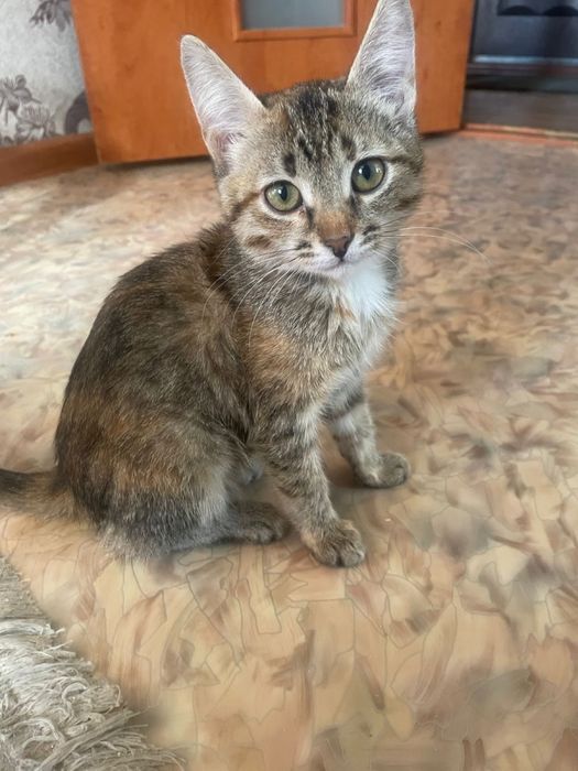 Кошечка в добрые руки