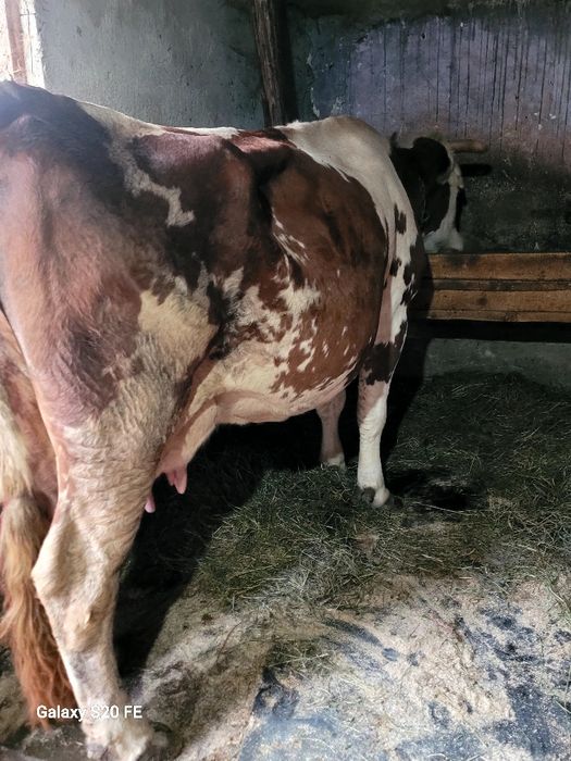 Vaca baltata frumoasa bună de lapte 5 pe 6 ani montata cu.baltat